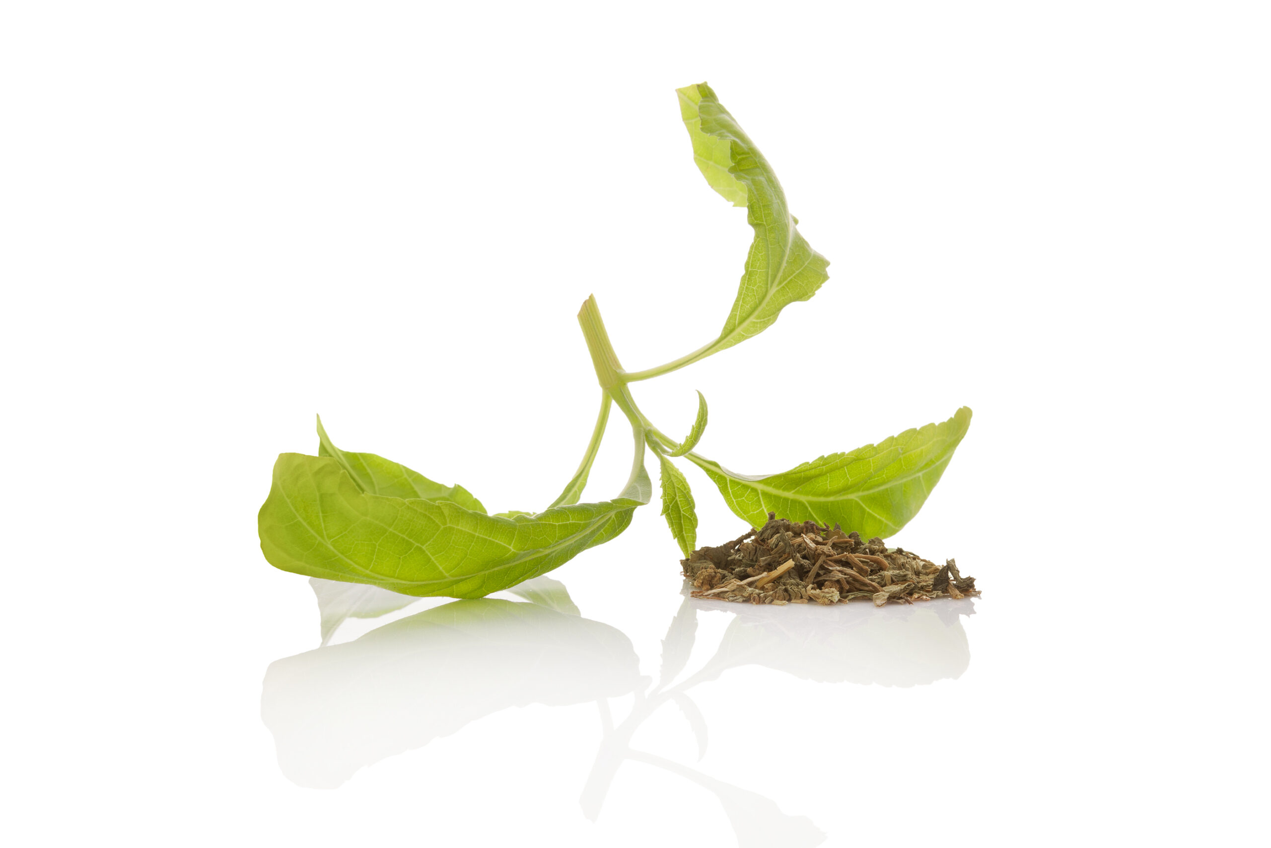 Salvia divinorum fresh and dried leaves isolated on white background.