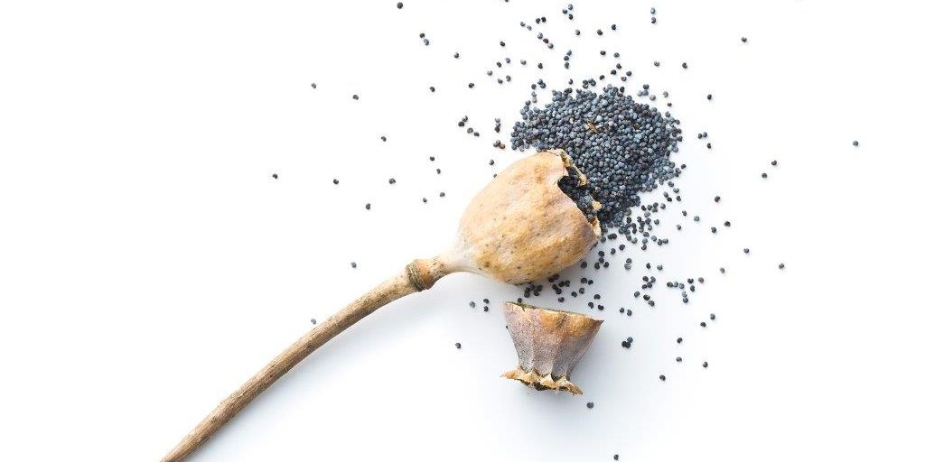 tramadol and poppy seed tea