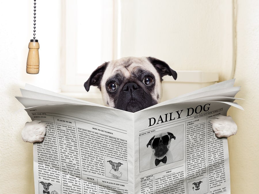 dog holding newspaper with flush handle hanging down. Used as comical relief for ways to relieve constipation
