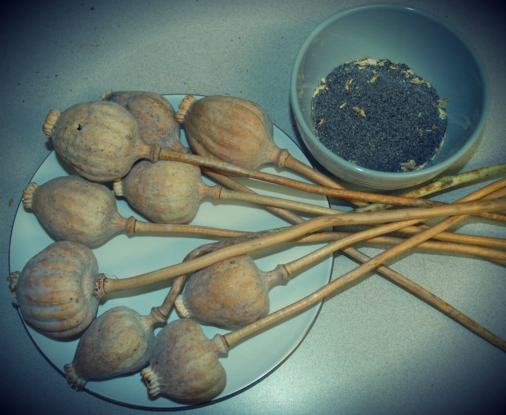 poppy-tea-what-you-need-to-know-rapid-detox-by-waismann-method