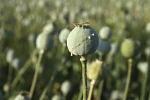 Opiates - Opium poppy on the field