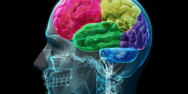 xray of the head in profile view with the brain represented in different colors