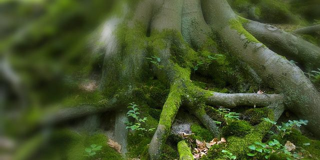 Base of tree with roots and moss