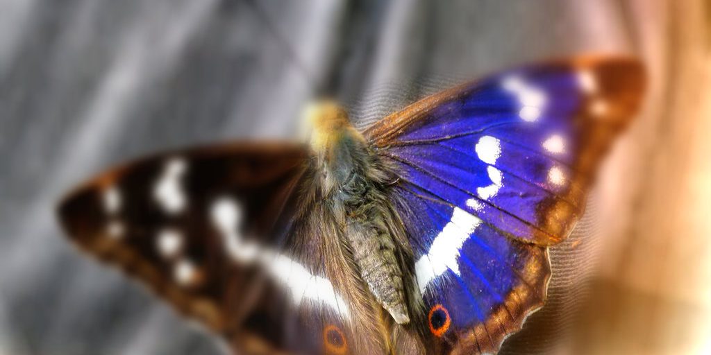 Fibromyalgia Butterfly - symbolizing fibromyalgia awareness