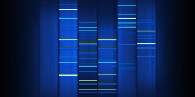 Blue strips with horizontal lines representing genetic markers