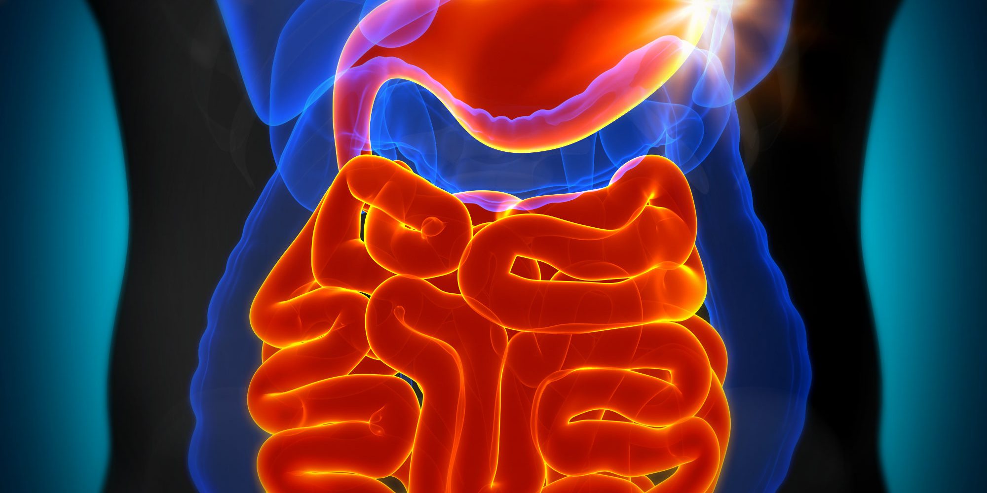 image of the stomach and intestines in the gut