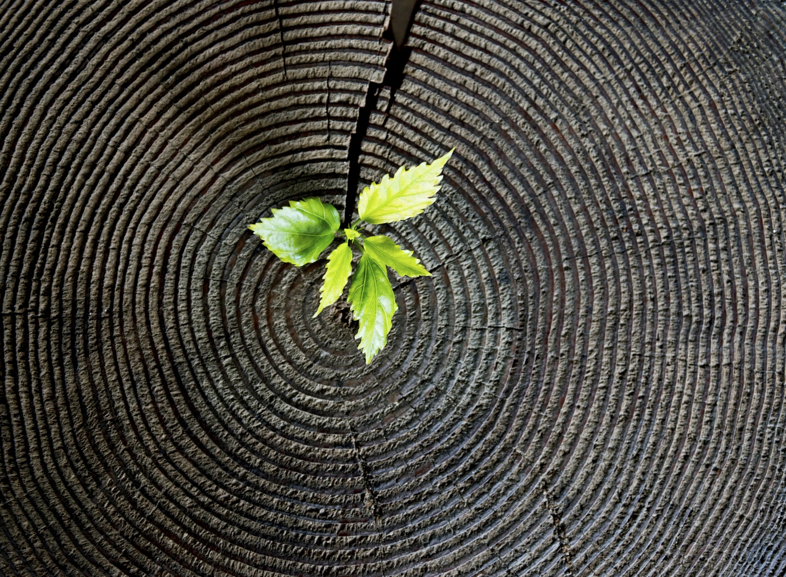 plant growing out the concrete