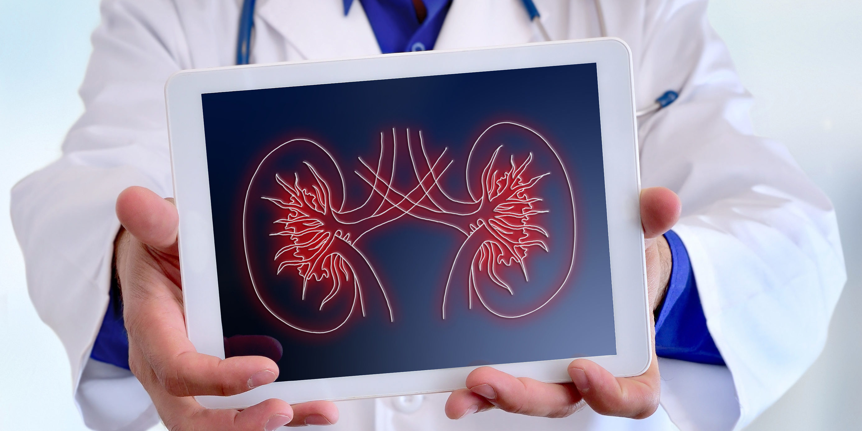 doctor holding digital image of kidneys to illustrate how opioids can cause kidney damage