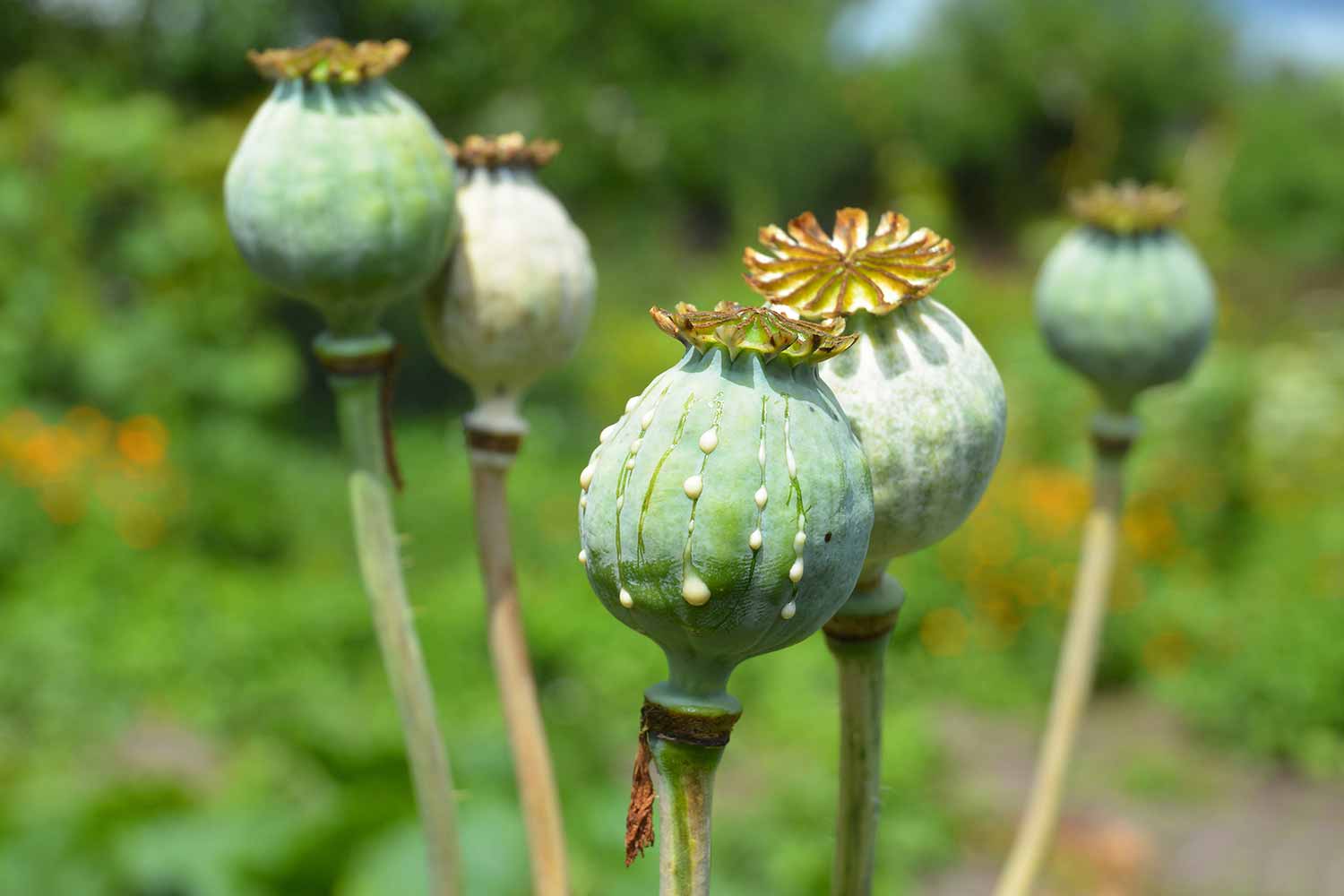 poppy tea abuse