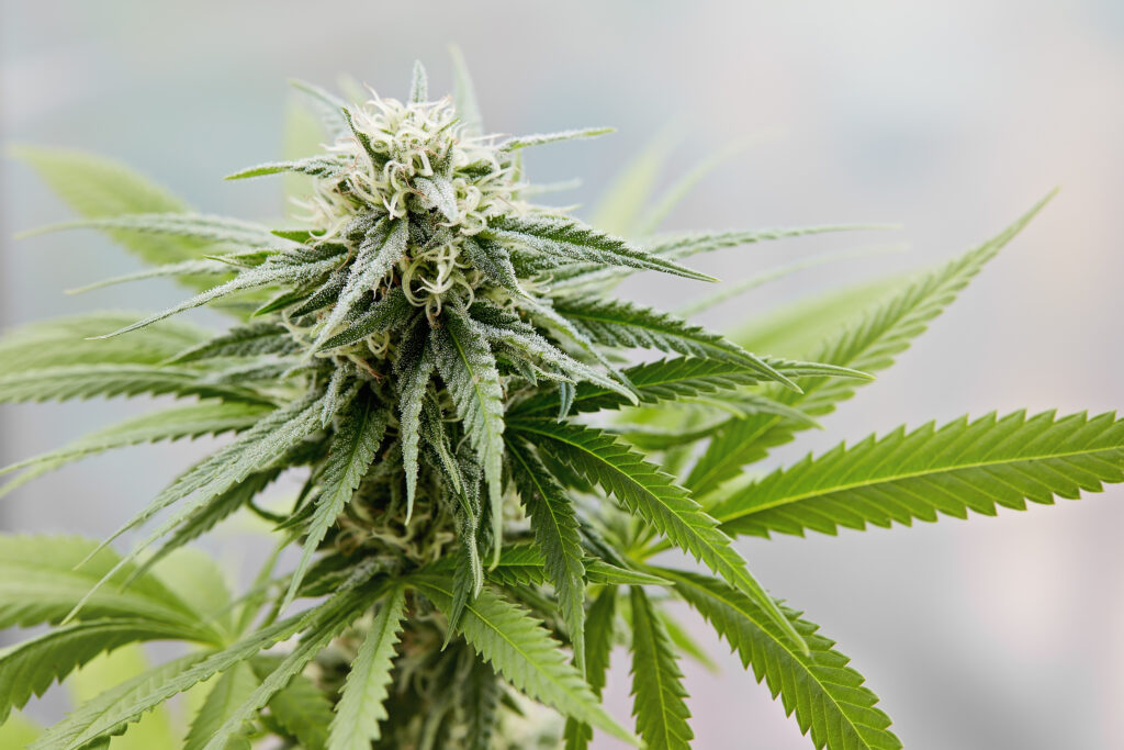 Save Download Preview A large green flowering bud on a marijuana plant, representing marijuana legalization.